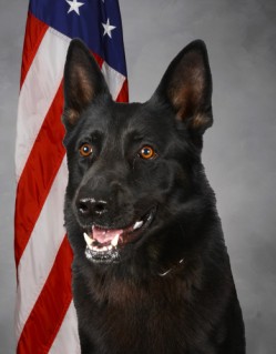 Click to view profile for K9 Gandalf 