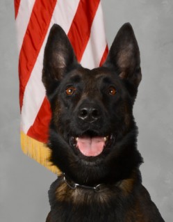 Click to view profile for K9 Molly 